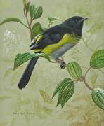 Black-and-yellow Phainoptila