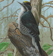 Black-backed Woodpecker