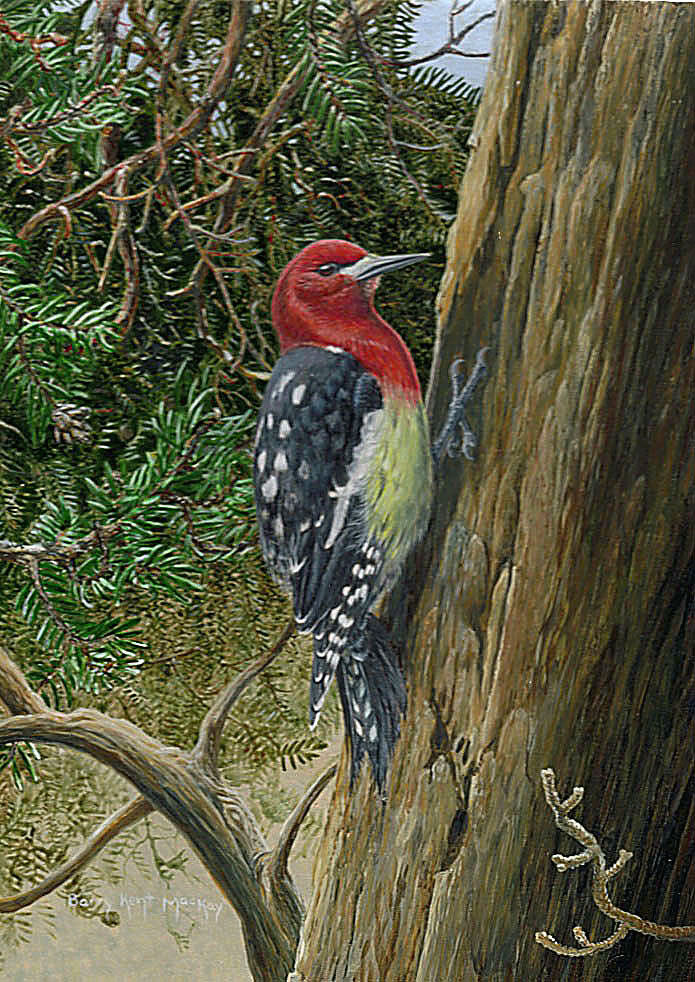 Pic à poitrine rouge