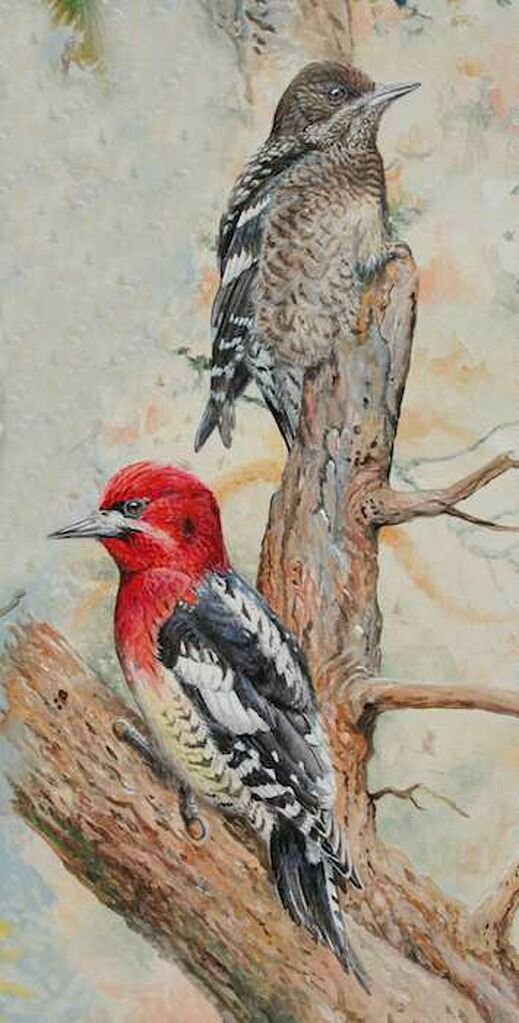 Red-breasted Sapsucker