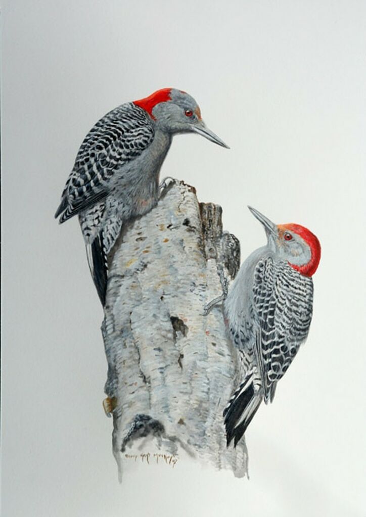 Red-bellied Woodpecker