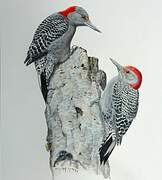 Red-bellied Woodpecker