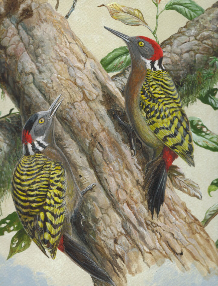 Hispaniolan Woodpecker