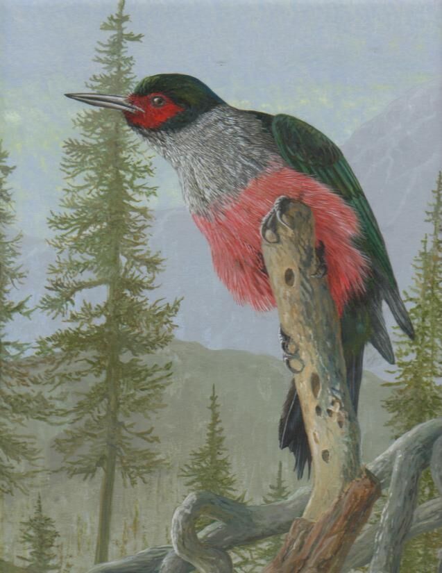 Lewis's Woodpecker