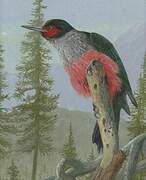 Lewis's Woodpecker