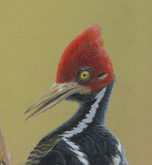 Crimson-crested Woodpecker