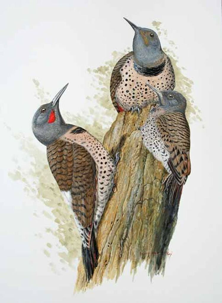 Northern Flicker