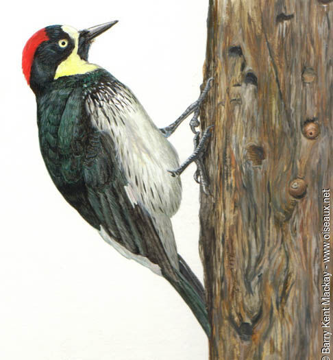 Acorn Woodpecker