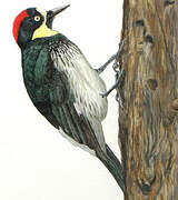 Acorn Woodpecker