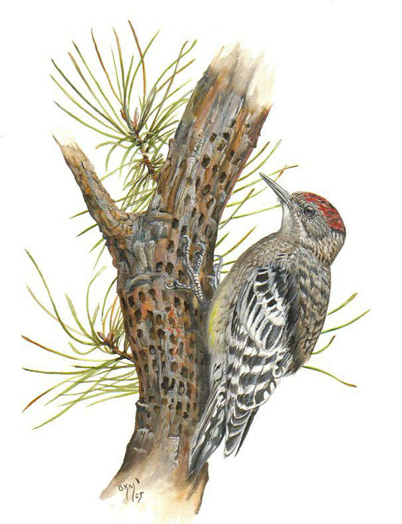 Yellow-bellied Sapsucker