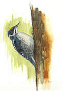 Eurasian Three-toed Woodpecker