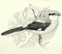 Great Grey Shrike