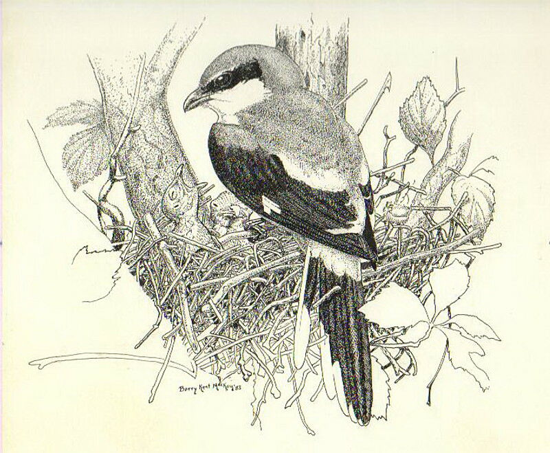 Loggerhead Shrike