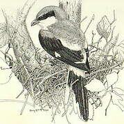 Loggerhead Shrike