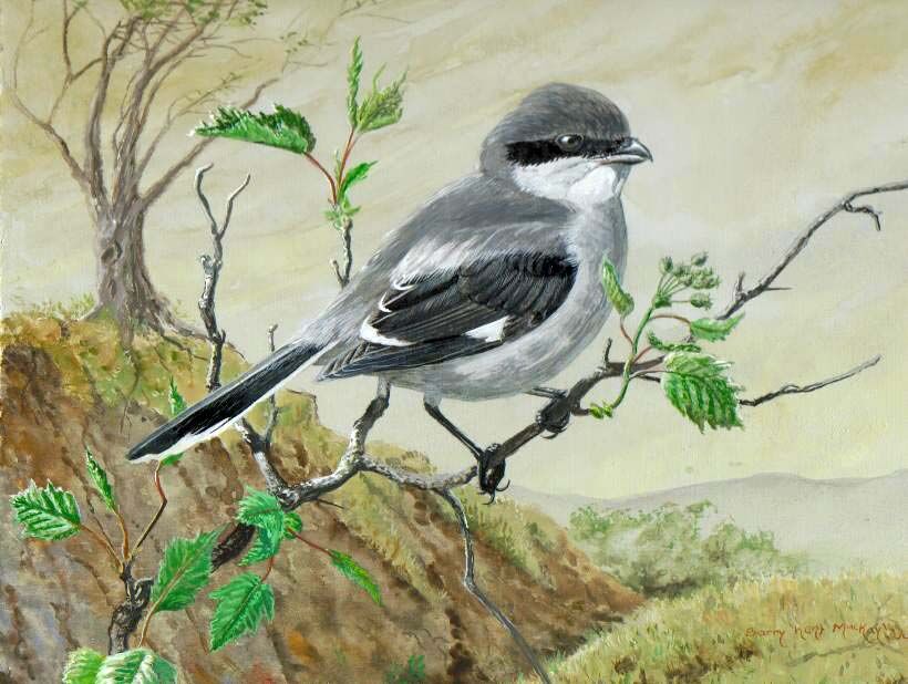 Loggerhead Shrike