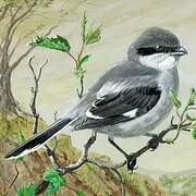 Loggerhead Shrike