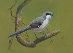 Long-tailed Shrike