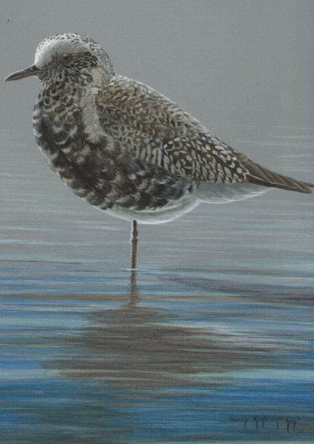 Grey Plover