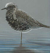 Grey Plover