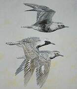 Grey Plover