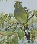 Long-tailed Silky-flycatcher