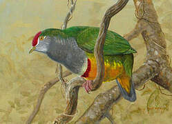 Beautiful Fruit Dove