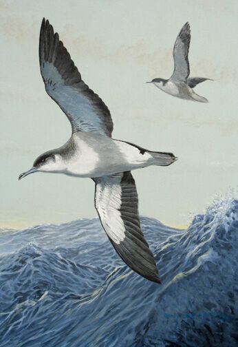 Manx Shearwater