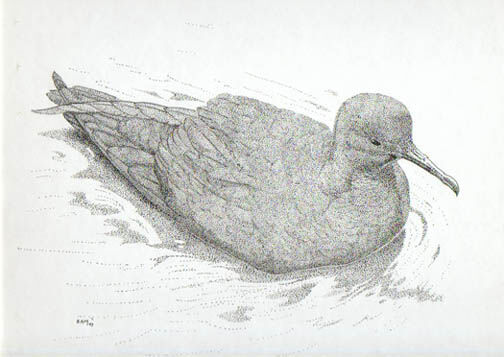 Sooty Shearwater