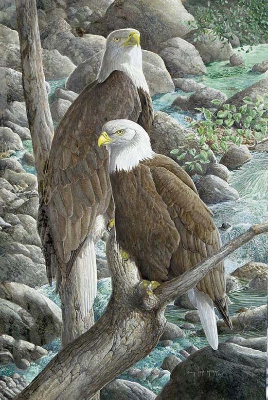 Bald Eagle