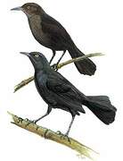 Greater Antillean Grackle