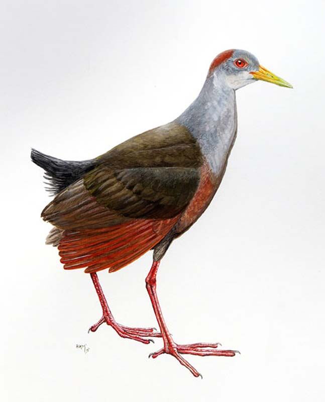 Grey-necked Wood Rail