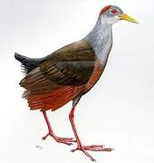 Grey-necked Wood Rail