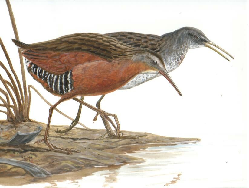 Virginia Rail