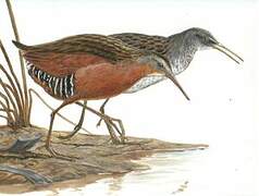 Virginia Rail