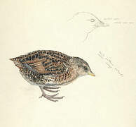 Yellow Rail