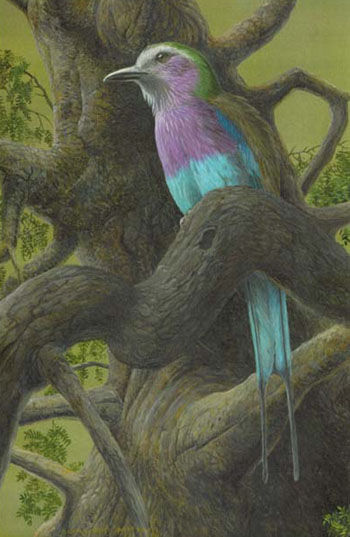 Lilac-breasted Roller