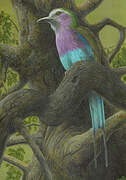 Lilac-breasted Roller