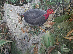 Crimson-headed Partridge