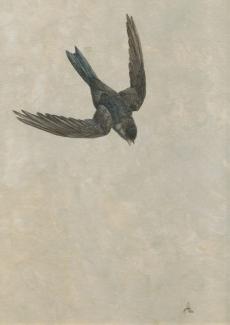 Uniform Swiftlet