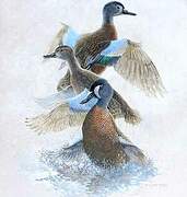 Blue-winged Teal