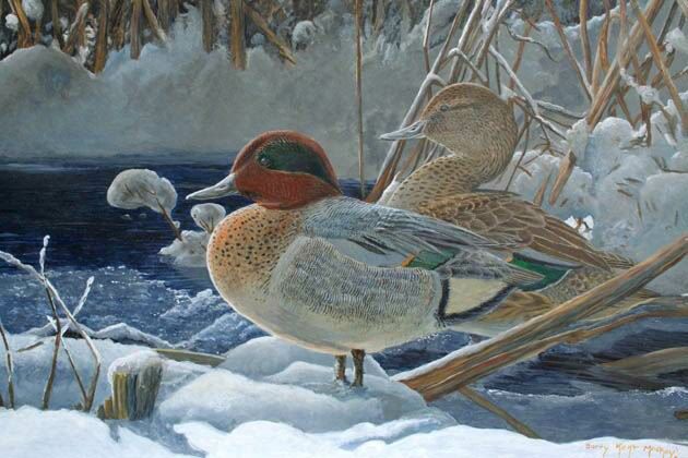 Green-winged Teal