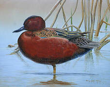 Cinnamon Teal