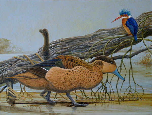 Hottentot Teal