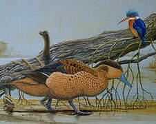 Hottentot Teal