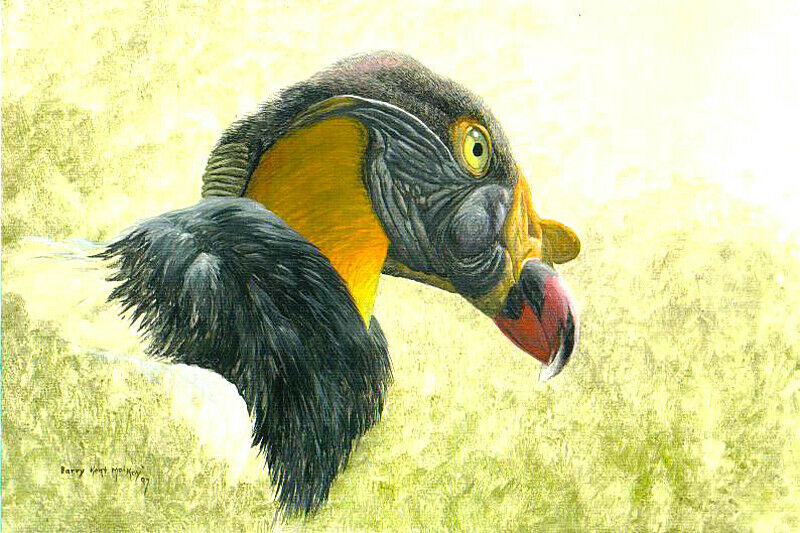 King Vulture