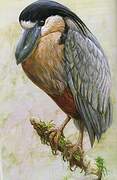 Boat-billed Heron