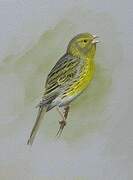 Serin cini