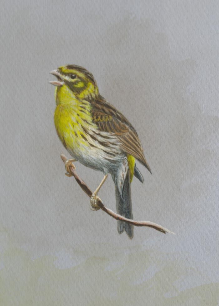 European Serin