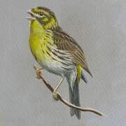 European Serin