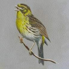 Serin cini